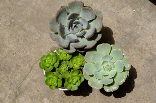 COMBO 10 SEN ĐÁ SIZE BẦU 🌵FREESHIP 🔥 ĐÃ THUẦN XỨ NÓNG ☘️ NGẪU NHIÊN 10 LOẠI KHÁC NHAU 🌟