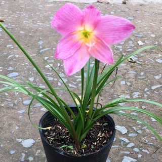 Chậu cây huệ mưa / tóc tiên - Zephyranthes carinata Herb