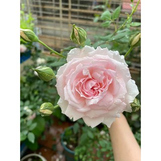 Cành Chiết Hoa Hồng Vân khôi.