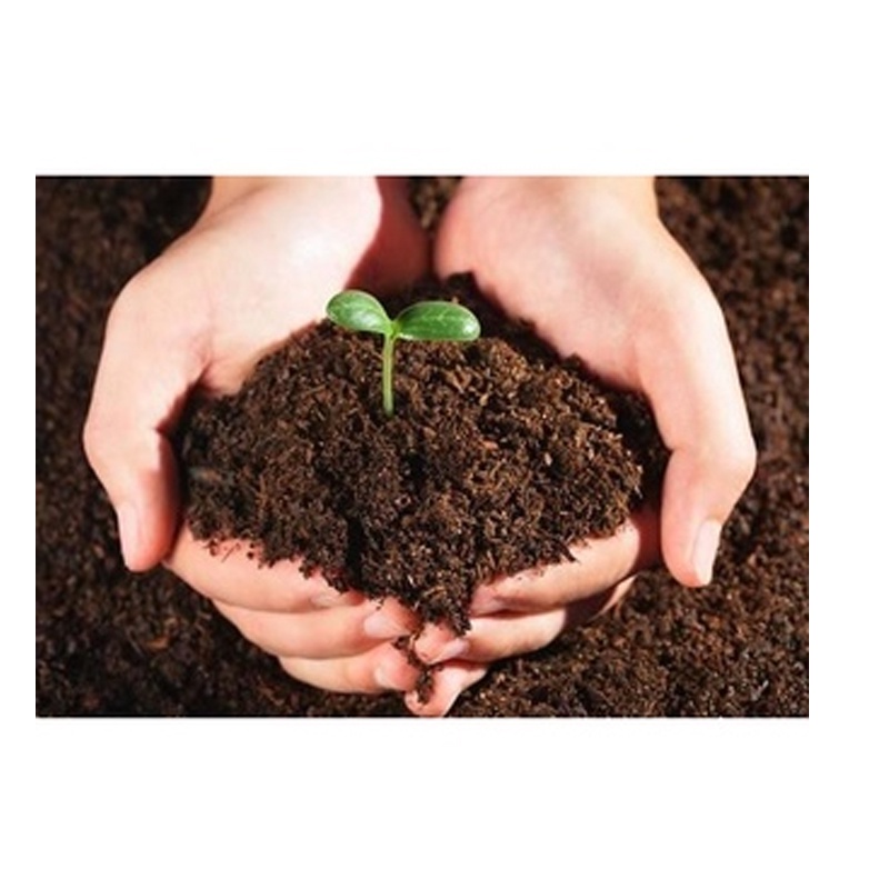 Peat moss -Rêu Than Bùn - Peatman