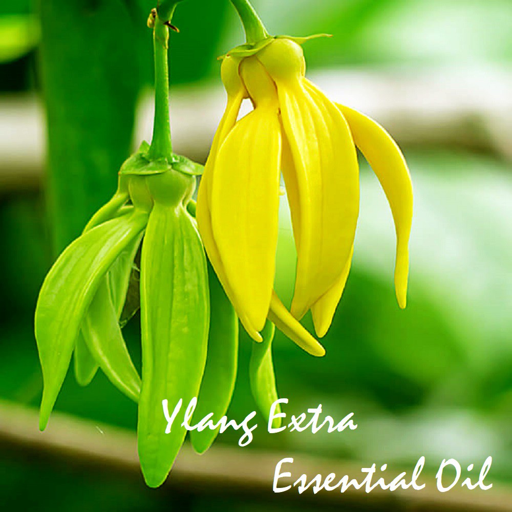 Tinh dầu Ngọc Lan Tây Ylang Extra Essential Oil