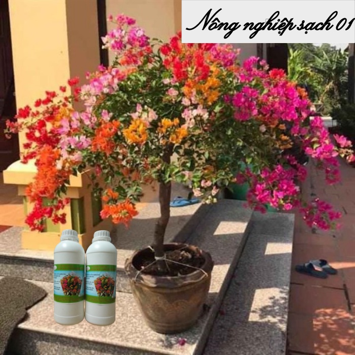 Phân bón cho hoa giấy, kích hoa giấy sai hoa, nở đồng loạt, màu sặc sỡ - 1 lít
