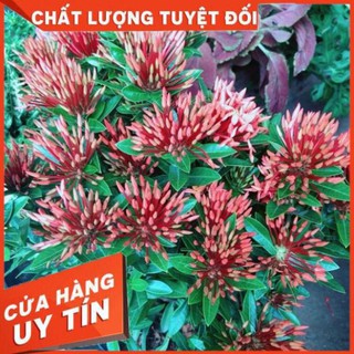 Chậu hoa trang thái màu đỏ