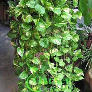Cây trầu bà leo