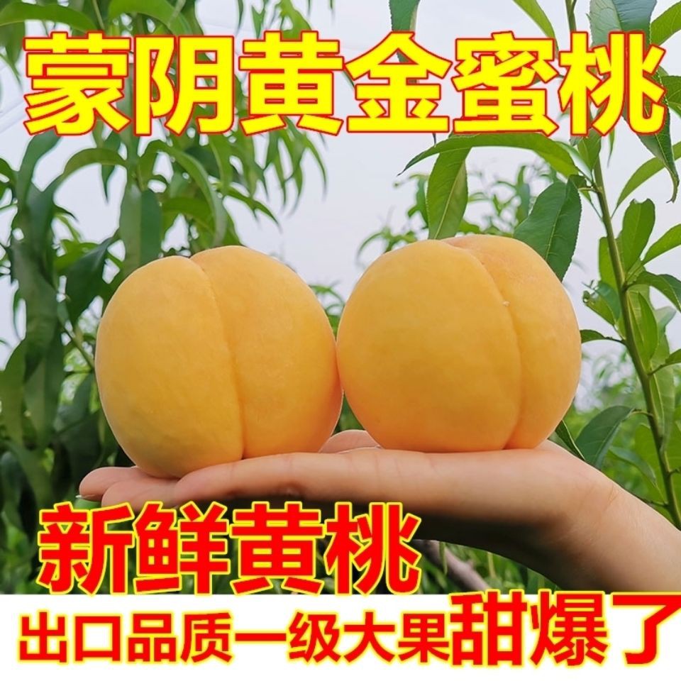 Đào vàng ngọt nguyên chất 5 quả đào vàng mới hái từ trang trại, quả bà bầu tươi, quả đào lòng vàng