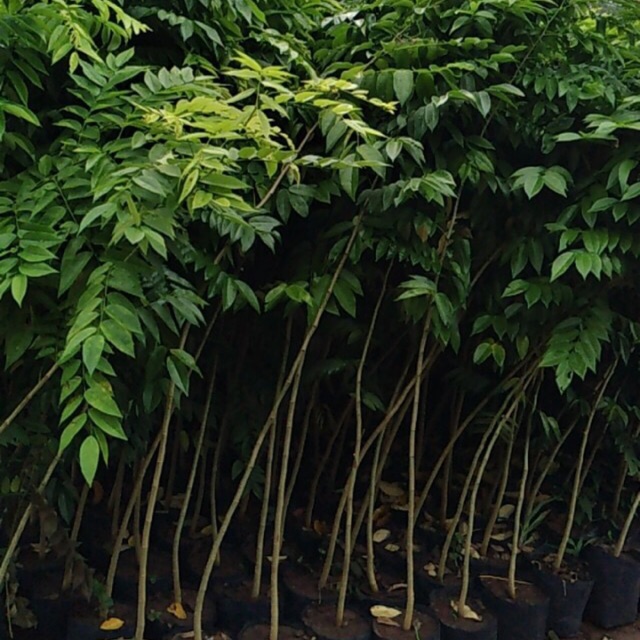 Cây sưa đỏ cao 1m5