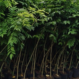 Cây sưa đỏ cao 1m5