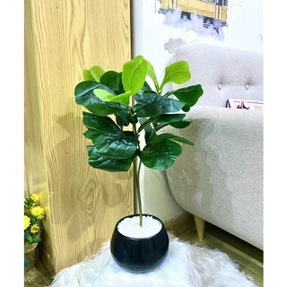 Cây bàng giả cao 65cm kèm chậu và sỏi trắng