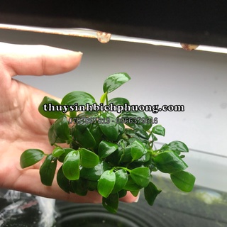 NANA LÁ NƯỚC - DÁN ĐÁ DÁN LŨA TRANG TRÍ HỒ THUỶ SINH