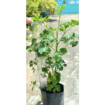 Cây cảnh văn phòng