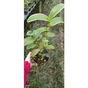 Denro đột biến lá biên