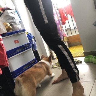 QUẦN BOX PANT PHẢN QUANG