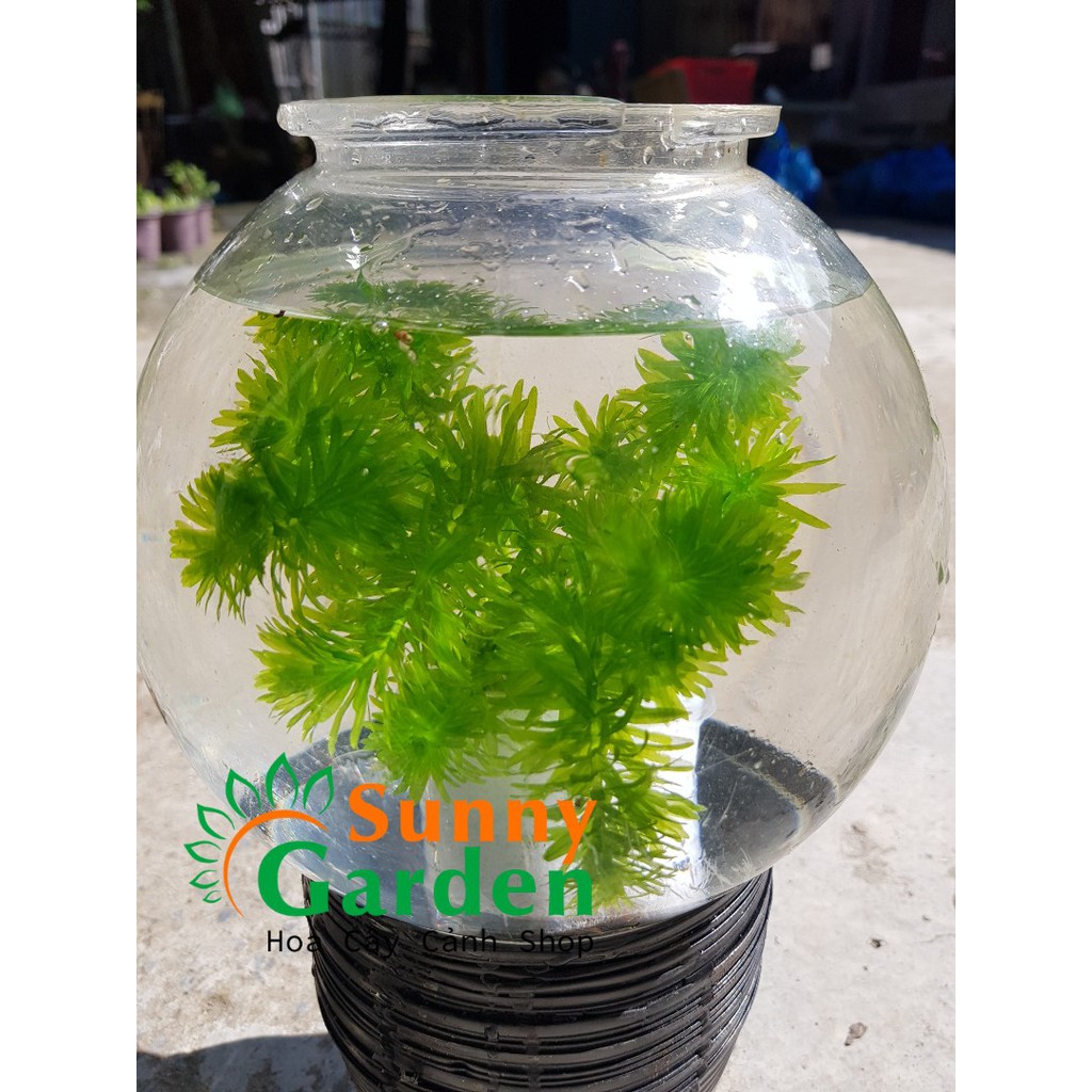 Rong Đuôi Chó - Cây Thủy Sinh
