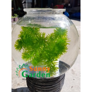 Rong Đuôi Chó - Cây Thủy Sinh