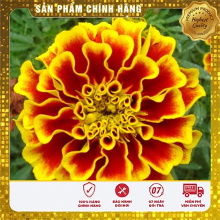 Hạt Giống Hoa Cúc Vạn Thọ Pháp Mix (50 hạt )