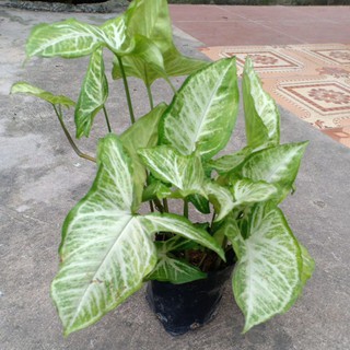 sét 5 cây muống nhật