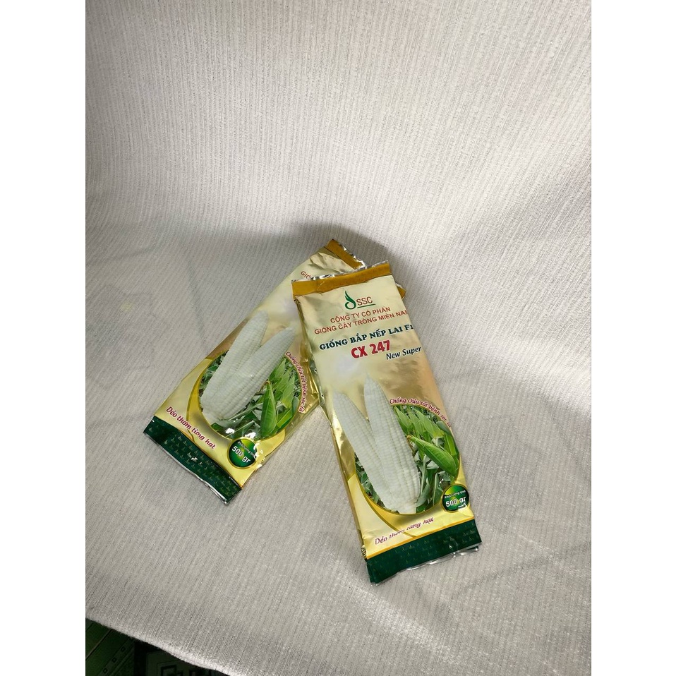 GIỐNG BẮP NẾP LAI F1 " CX 247" 500g
