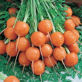 100 hạt giống cà rốt tròn, dể trồng, thủ hoạch năng suất cao , nảy mầm cực đỉnh