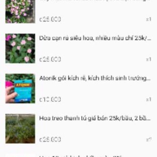 Combo cho khách chỉ 300k