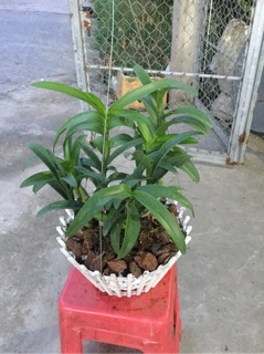 Pensoda xưa hoa thơm