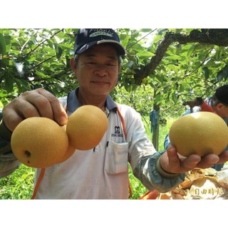 Cây Lê Tai Nung