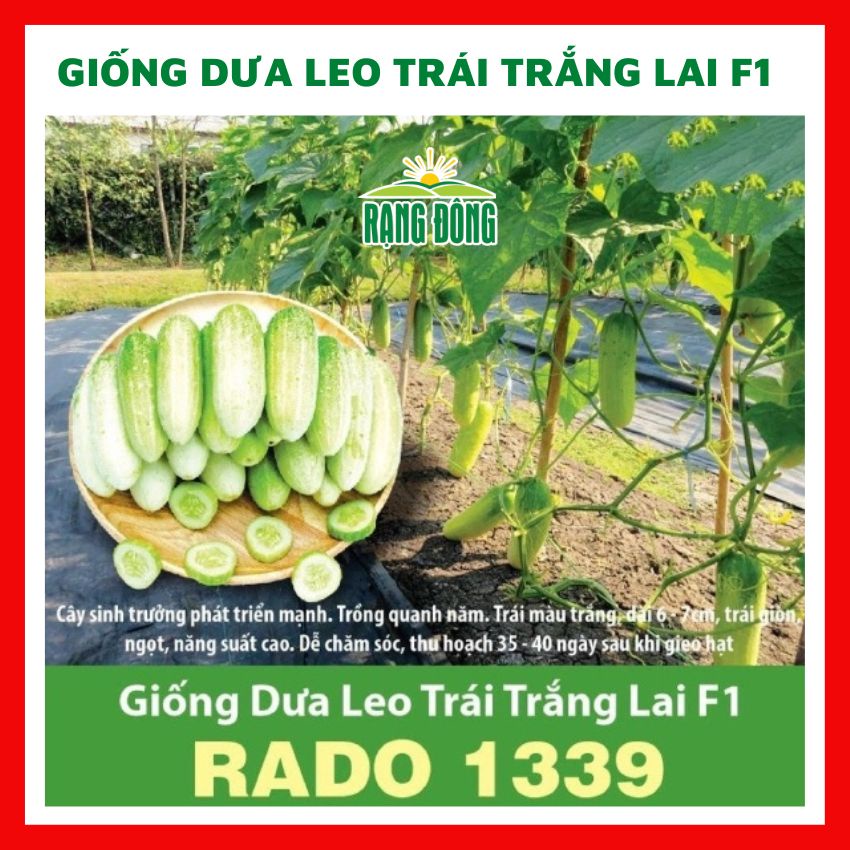 Hạt giống dưa leo trái trắng lai F1 - rau củ quả trồng chậu, sân vườn ban công ngon giòn ngọt 1g RADO 1339