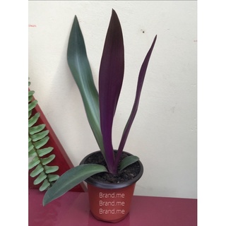 Cây lá Lẻ Bạn ( lá Sò Huyết ) trang trí & nấu nước sâm