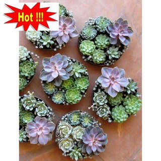Gói 20 hạt giống sen đá mix màu