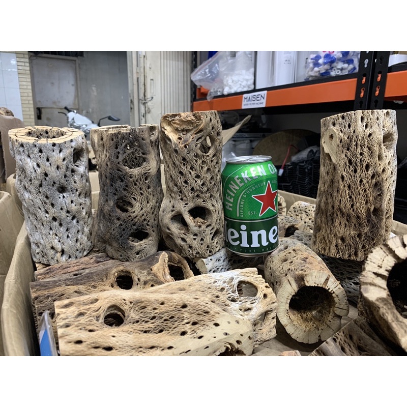 Lũa Cholla Teddy Bear Cactus Wood Loại Size Lớn