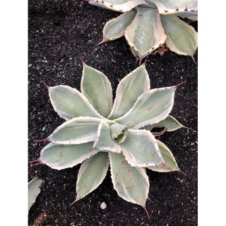 cây Agave viền trắng
