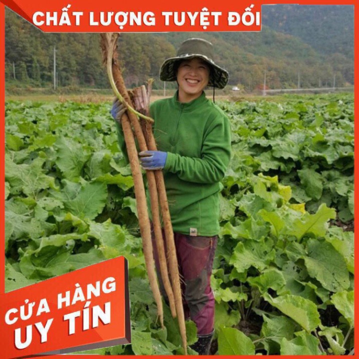 HẠT GIỐNG NGƯU BÀNG HÀN QUỐC