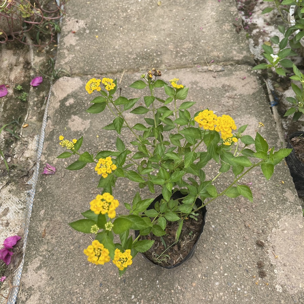 Cây hoa ngũ sắc vàng chiều cao 20cm  tán ngọn xum xuê ra hoa quanh năm thích hợp trồng trang trí sân vườn