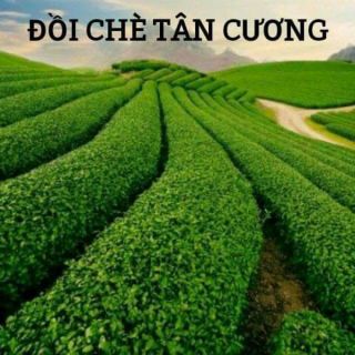 [GIÁ TẠI XƯỞNG] Chè cành THÁI NGUYÊN . Chè búp loại 1. Trà bắc, trà tân cương