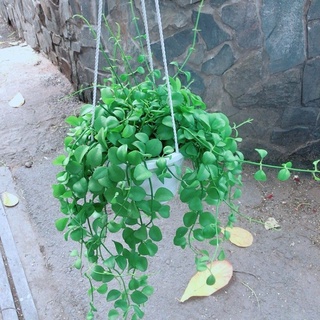 Cây đô la chậu  treo