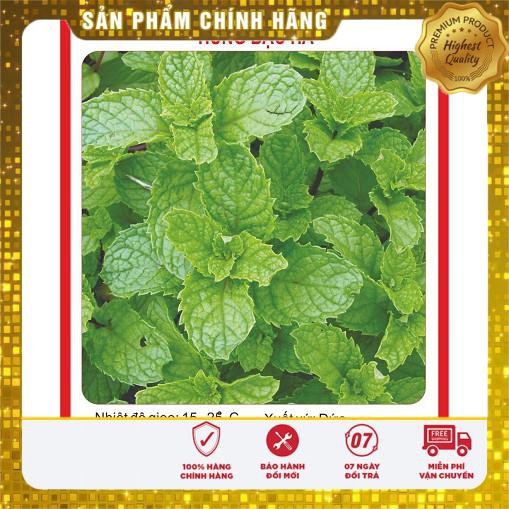 0.1g Hạt giống Húng bạc hà (húng lủi) (tặng gói Kích nẩy mầm và Hướng dẫn) VIETSEED