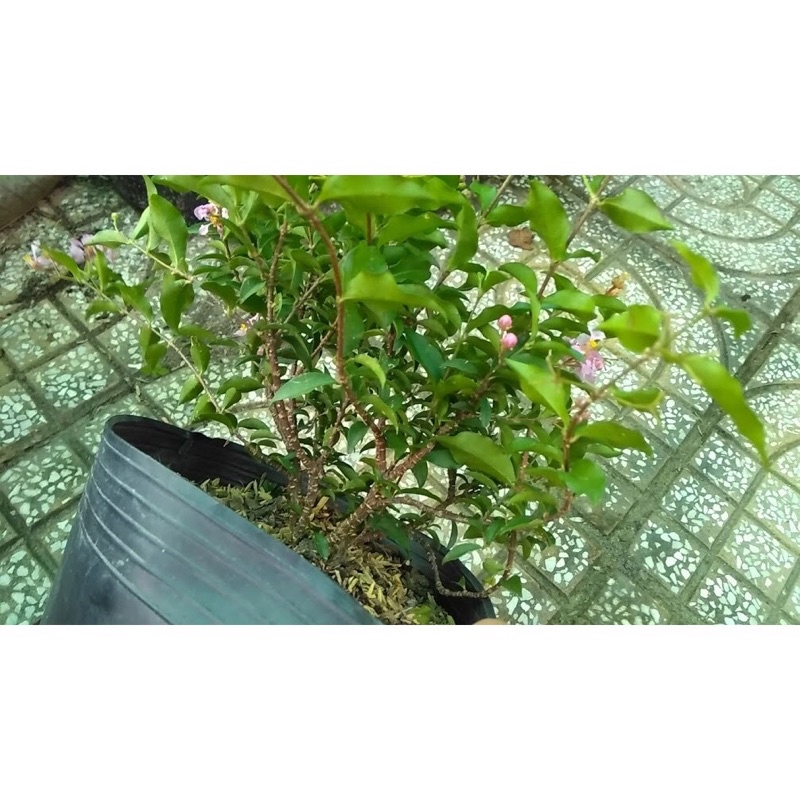 Cây Hồng Ngọc mai/ Cây sơ ri thái