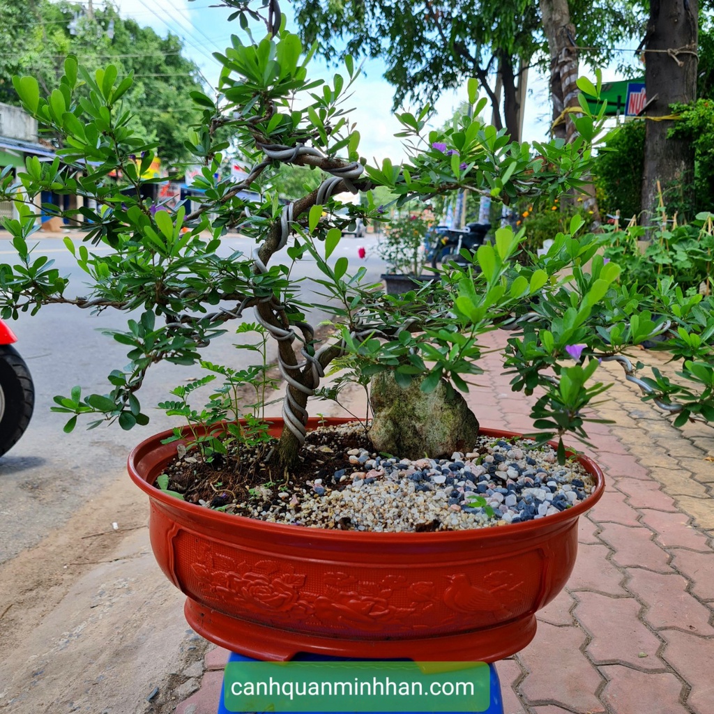 Chậu bonsai mini nhựa, chậu bonsai nhựa hình ovan trồng cây phù hợp cho các loại cây bonsai, cây mini Minh Hân Garden