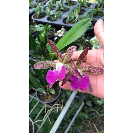 Lan Brass Báo đốm trưởng thành sắp hoa