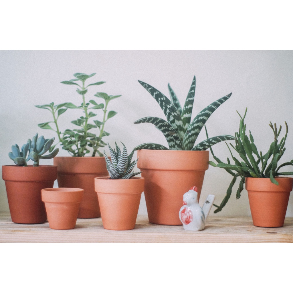 Chậu đất nung mini 7x6cm trồng sen đá