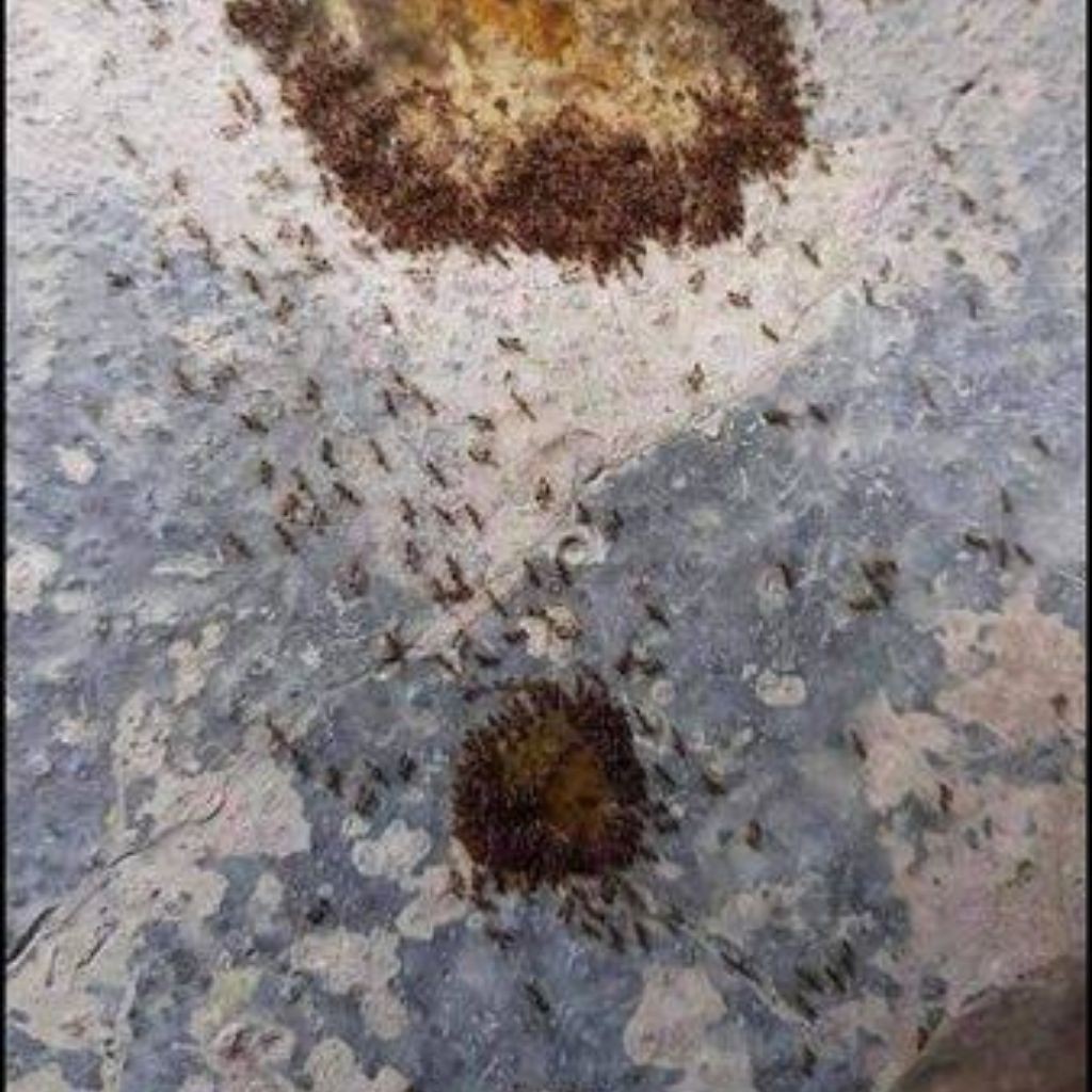 thuốc diệt kiến sinh học diệt kiến gián tận gốc