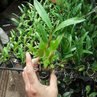 Combo 12 loại denro nắng