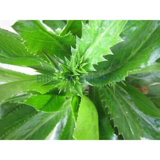 Hạt giống Rau Mùi Tàu ( Răng cưa )