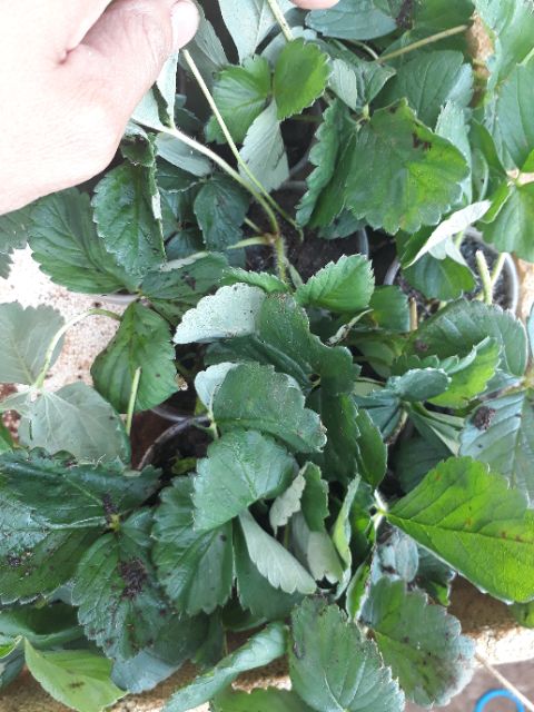 2 Cây giống dâu tây Hà Lan hoa hồng