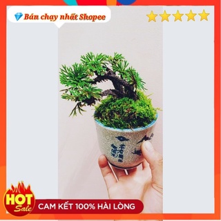 Cây bonsai trường sinh 1 cây