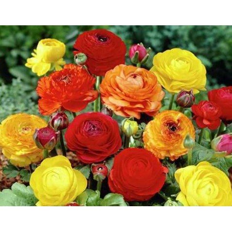 Hạt giống hoa hồng RI MIX F1 (RANUNCULUS) 50 hạt