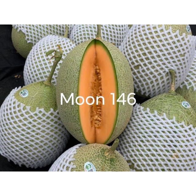Gói 10 HẠT GIỐNG DƯA LƯỚI NHẬT MOON 146 chịu nhiệt
