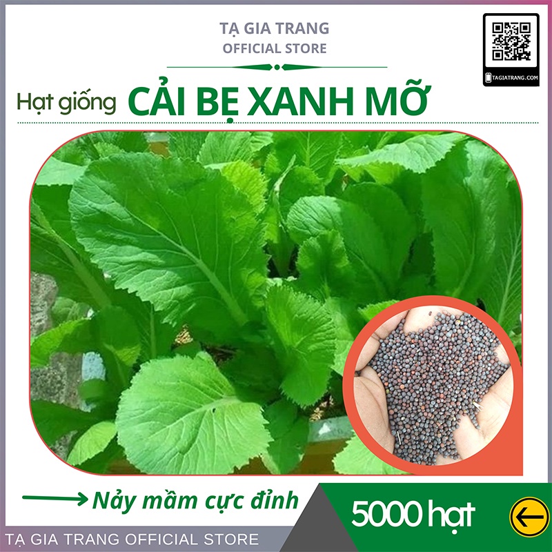 Hạt giống rau cải bẹ xanh mỡ - Shop hạt giống Tạ Gia Trang