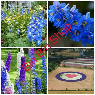 Hạt giống hoa Phi Yến xanh (Larkspur Consolida)