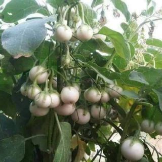 HẠT GIỐNG CÀ PHÁO TRẮNG CHÙM  THÁI LAN