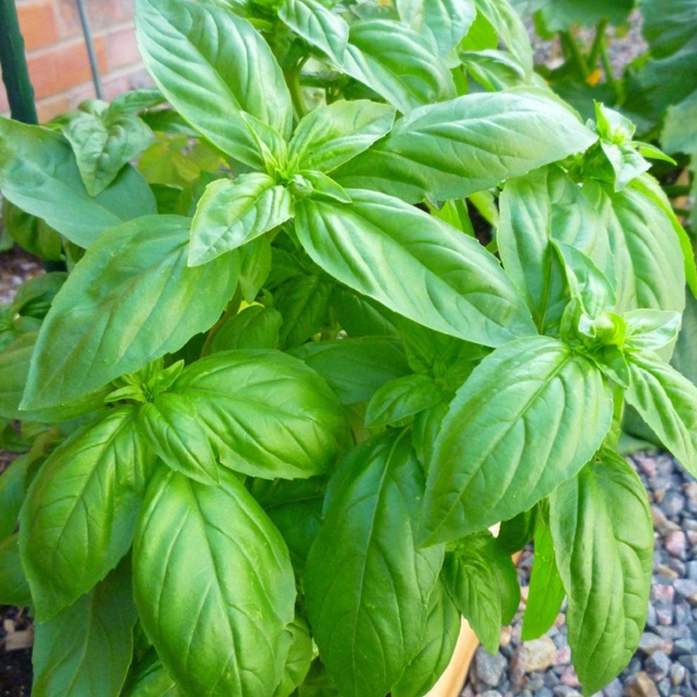 Hạt Giống Quế Tây (BASIL) 2gr